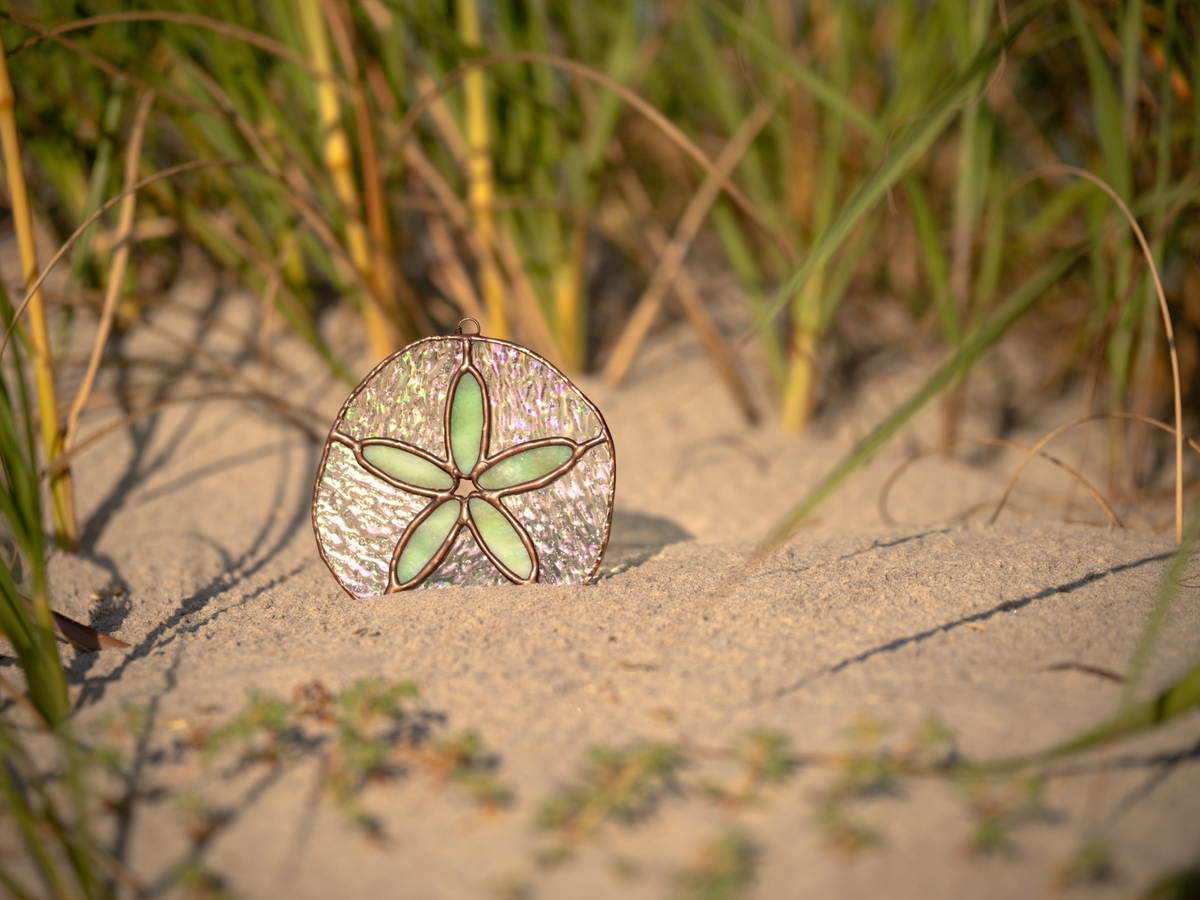 Sand Dollar